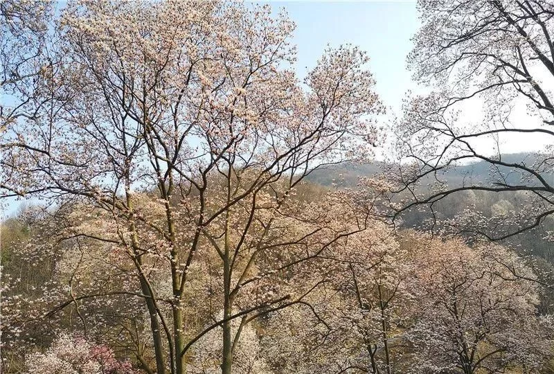 3月,低调六安意外爆红!一组照片,全国人民都被美哭了!【2020热门旅游景点】