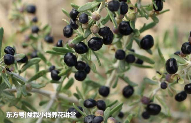 癌细胞“惧怕”的1种植物，农民靠它致富，收购价一斤300多元