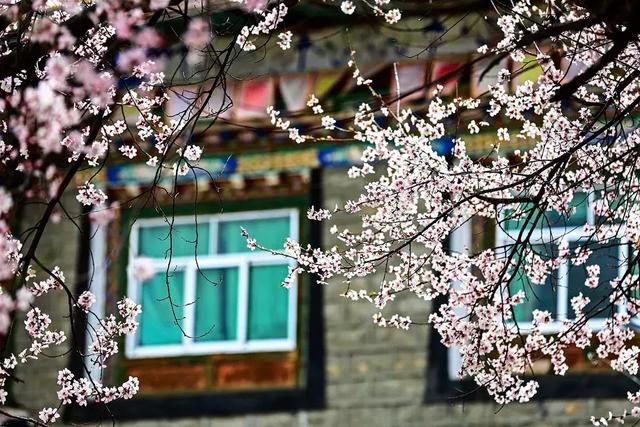2019年，去林芝看桃花！