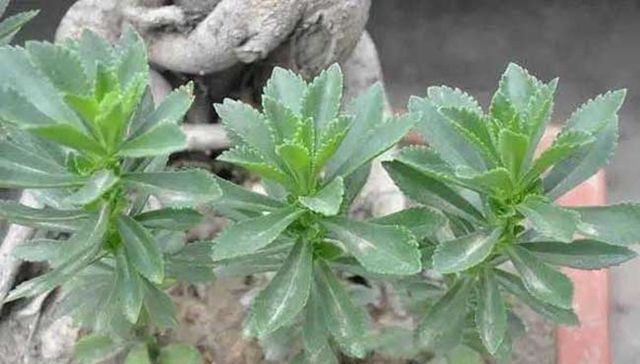  种植|这种野菜农村随处可见，种植一次可连收20年，亩产收入可过