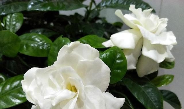  『影响』栀子花叶子薄、小、软，赶紧这么做，否则会影响开花！