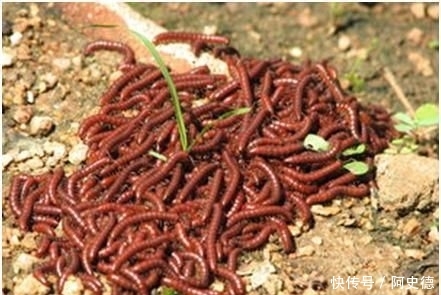  【杀虫剂】鸡鸭不敢吃杀虫剂不管用