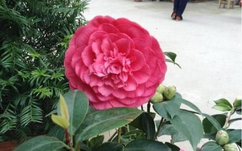  [日常]朋友在家养茶花，日常施肥就用'它'，一点不浪费，盆栽花开不停