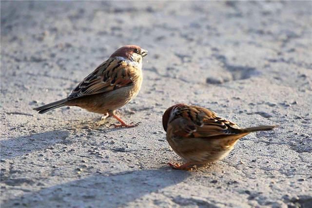 农村“新四害”接替“旧四害”，更让农民头疼，你们村子里有吗