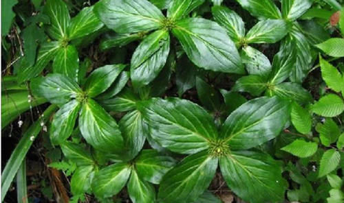  药用价值■农民叫它“四片瓦”，药用价值高作用广，遇见别当杂