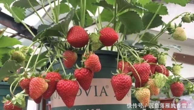  草莓@阳台上盆栽草莓,好吃好种又好看,结的果子四季吃不完!