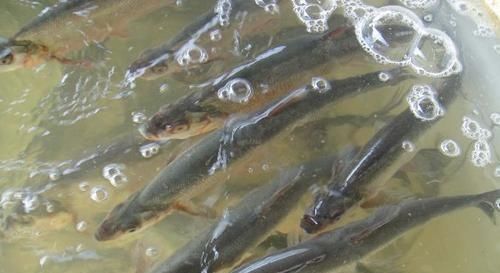  #白条鱼#30年前一捞几十斤，如今却成稀罕货，60元一斤都说奢侈