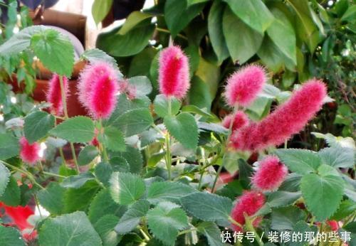 『值得』一种花,春夏秋都开花,毛茸茸的样子惹人爱,值得拥有!