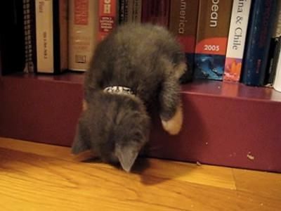  【睡姿】本以为只有小奶猫的睡姿怪，没想到大猫的睡姿更奇怪
