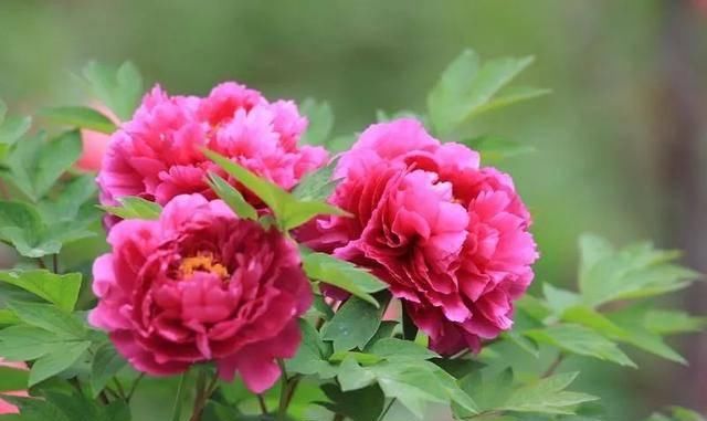  「植株开花之后」这几种花最受老人的欢迎，快给家里老人养一盆吧