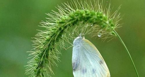  【解它的价值】农村常见的“狗尾巴草”，见过的人很多，了解它“价值”的不多