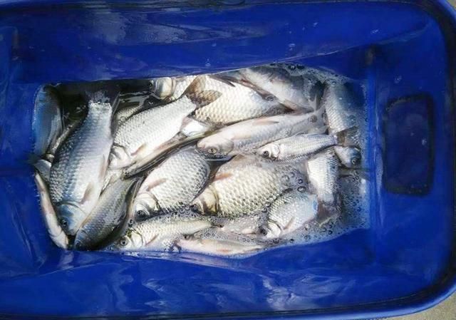  便宜@鲫鱼鲤鱼通杀窝料，自制简单成本低，比买的都便宜