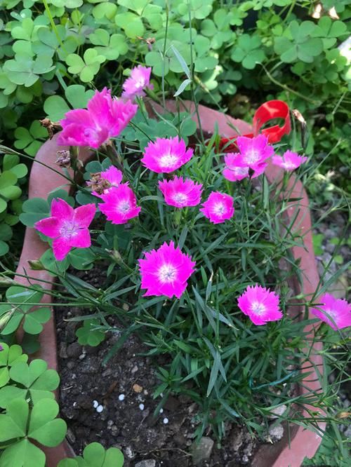  『喜欢』喜欢菊花，推荐养盆“菊中精品”堆心菊，独特花枝，爆成菊花海！