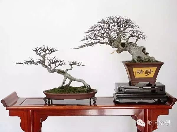 盆景构景十种风格