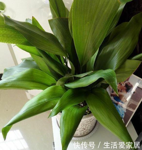  解决|夏天卫生间异味过重，感到要崩溃？盆栽上它，轻松解决困扰