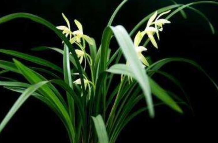  #室内#适合养在室内的4种花，杀菌净化空气，难怪聪明人都在养！