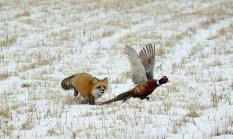  野鸡@农田里的野鸡危害庄稼。农民应该做什么？