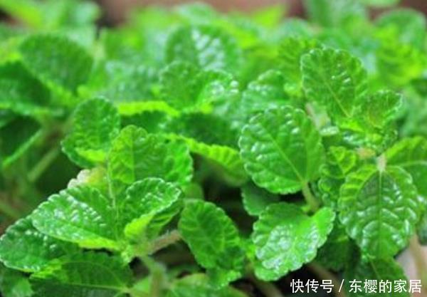  『室内』室内养植物，就选这4种“吸毒”植物！尤其第三种，有钱人都在养