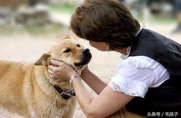 实验已经表明了狗狗能听懂人说话!