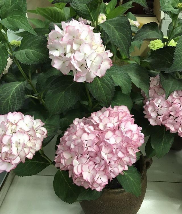  「春天」秋天就扦插“绣球花”，遇土就生根，阳台放不下，春天开成花园