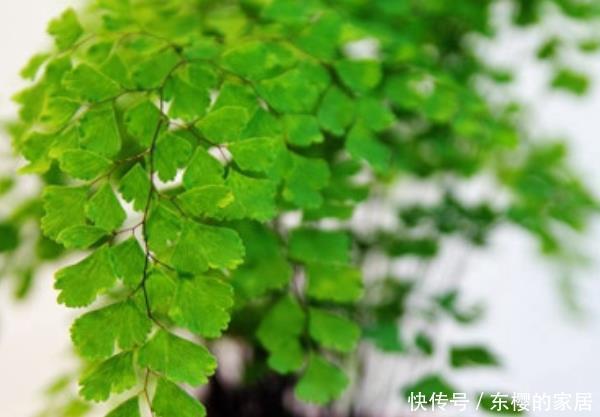  『室内』室内养植物，就选这4种“吸毒”植物！尤其第三种，有钱人都在养