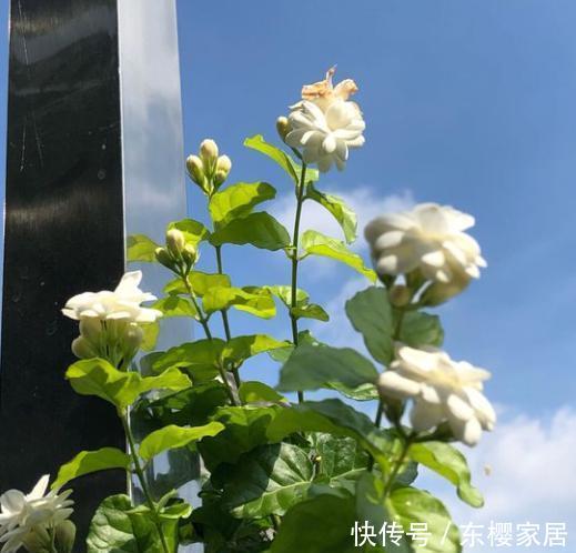  『会下霜』春天了，室内的花别着急出室，1点达不到，小心变“翻车现场”