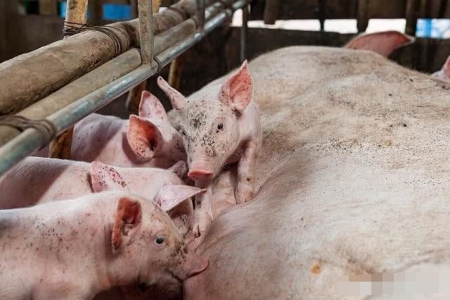  「2020年」2020年农民种啥、养啥能赚钱，专家指出2大赚钱机会，