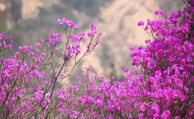 看万亩杜鹃花海开成一片，感受春花浪漫，如诗如画