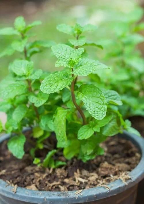  #补充水分#在花盆里养出能不断掐叶的薄荷，一周就能收获一两次