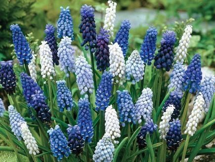  「花开」一种“葡萄花”养阳台，花苞一串串，花朵水灵灵，花开3月不间断