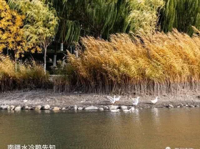 大美新疆，上眼胡杨