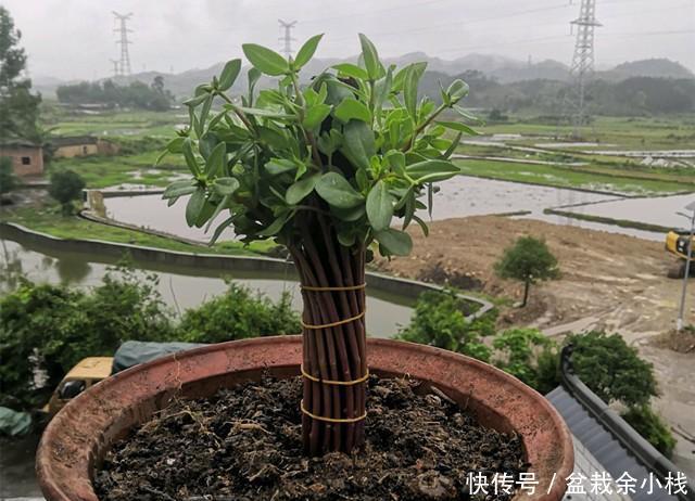 棒棒糖|太阳花别在追求爆盆了,养成棒棒糖和塔型,个性强又壮观