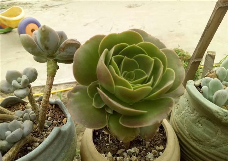  #成老桩#徒长的多肉颜值狂增, 只用了这1招!