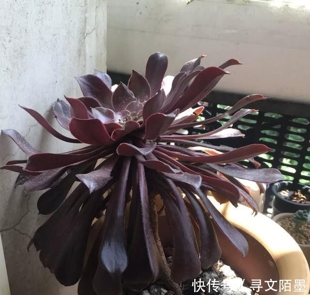 『品种』给多肉植物砍一刀,一株变多株,花盆都装不下了!