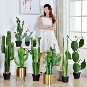  『剪掉』新买的仙人球，剪掉“腐烂根”，个个爱开花，比茉莉、栀子还漂亮