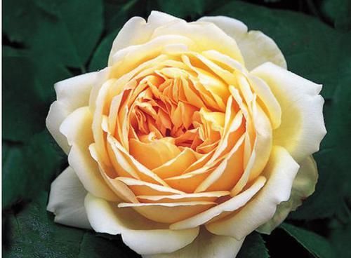  『喜欢』喜欢玫瑰，不如养“高档玫瑰”无名的裘德，似花中仙子，纯洁娇俏