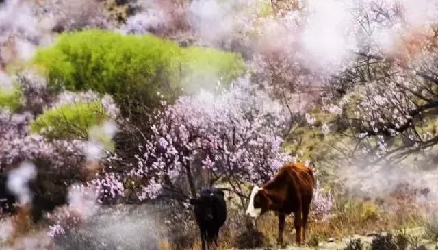 再过一个月,国内这处桃花盛景就要藏不住啦!囊括高原最美雪山!