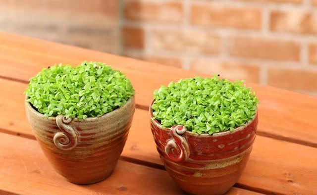  花盆中|好吃的火龙果，一块果肉，1周变别致盆栽，2年结果1大筐