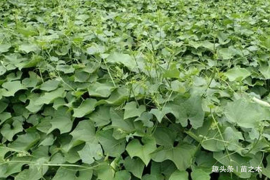  「大棚」农村一种野菜，市场上一斤15元供不应求，但农民只种植