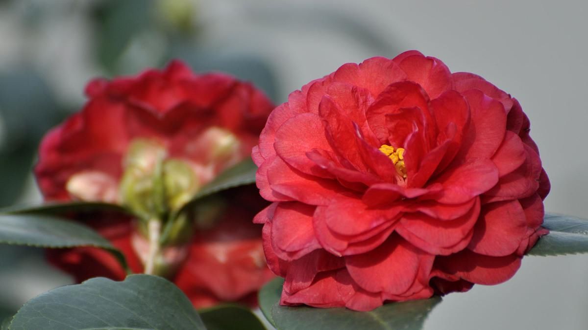  夏季@夏季前养茶花做好几点，花期一到快速爆盆