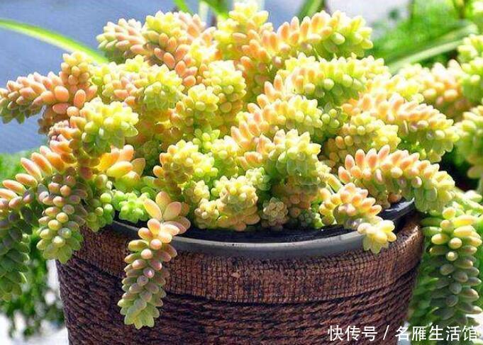  「品种」“3种花”，可悬挂养，长势旺，花期变成大花球