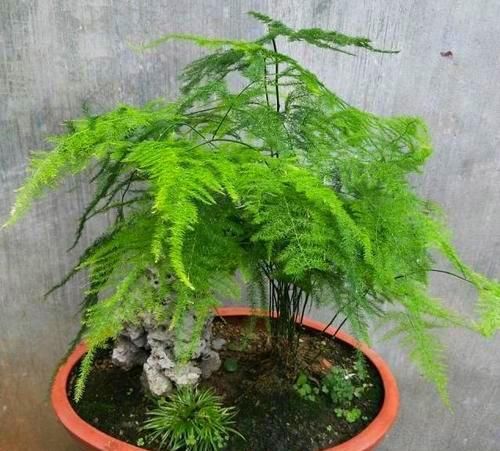 【血通淋】此花,具有润肺止咳,凉血通淋之功效。