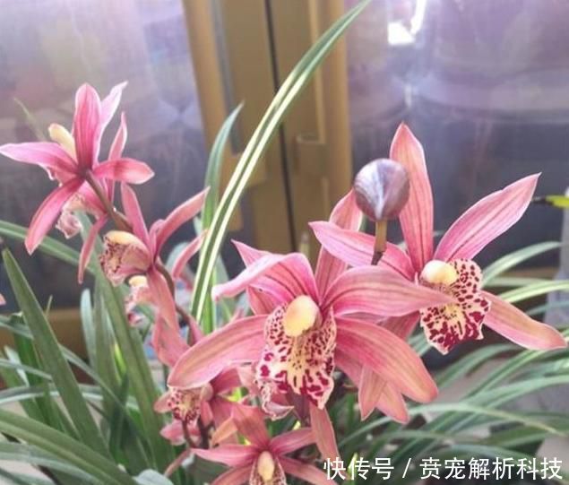  『冬季』冬季室内养兰花，重点在于“它”，做好就能长旺开花
