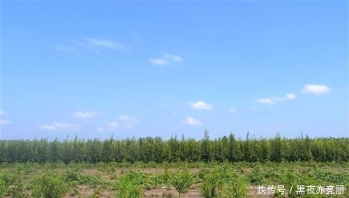  [种植大户]农民投200万种植果树，4年才开始见效益，亲戚朋友全