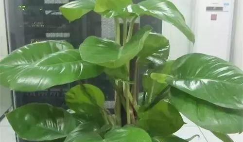  『就要』绿植就要, 既漂亮又伟岸, 满满的安全感, 镇宅守财!