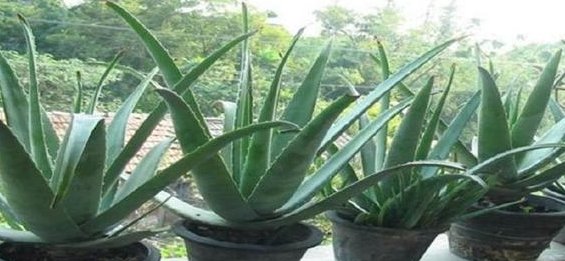 『植物』聪明人的客厅和卫生间,都会养这4种花,难怪身体这么健康!