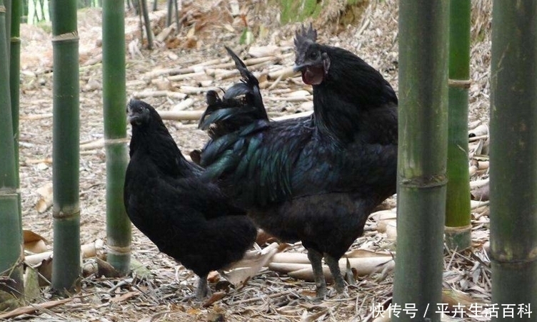  #我国#农村一种我国古老的养殖品种，现在一斤20元，年纯收入10