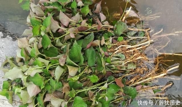  「纯野生」农村有气味的野草，一般人吃不惯，殊不知它价值珍贵