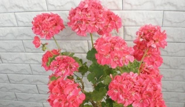  『花苞』开花前，让天竺葵“缓一缓”，花苞才能钻得快，花开“一大盆”