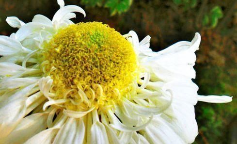  #牡丹#喜欢牡丹，不如试试“珍稀菊花”冰盘托桂，似金球银玉，美丽端庄